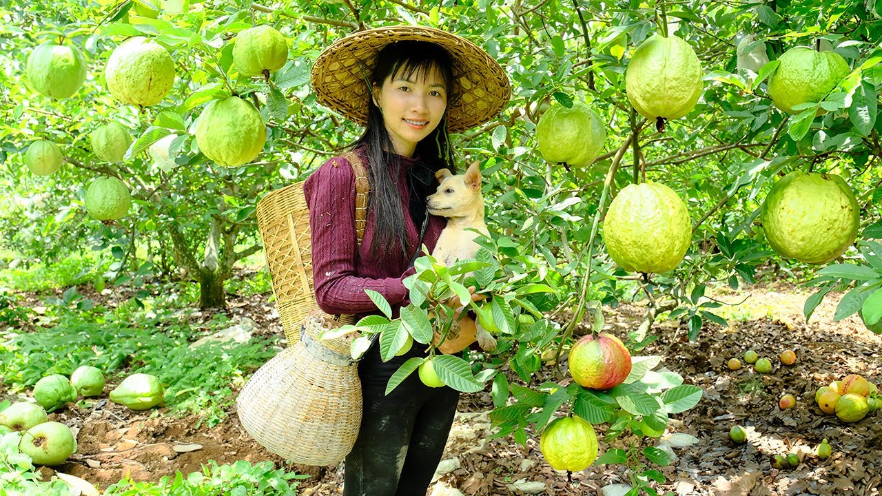 Harvesting Guava - Braised Goby with Guava Leaves & Dried Squid Guava Salad | Thu's Country Life