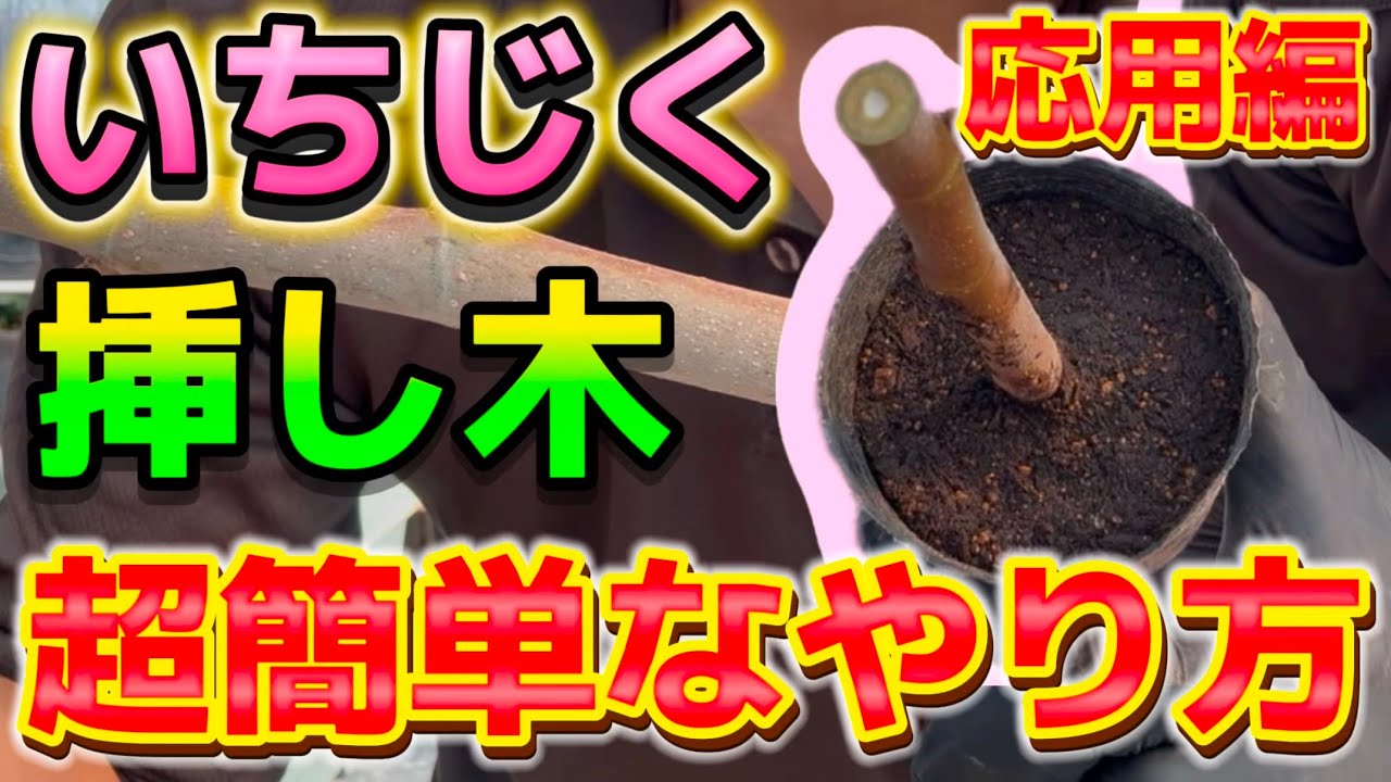 【いちじく】挿し木の成功率超UPの裏技教えます。超簡単な挿し木のやり方について