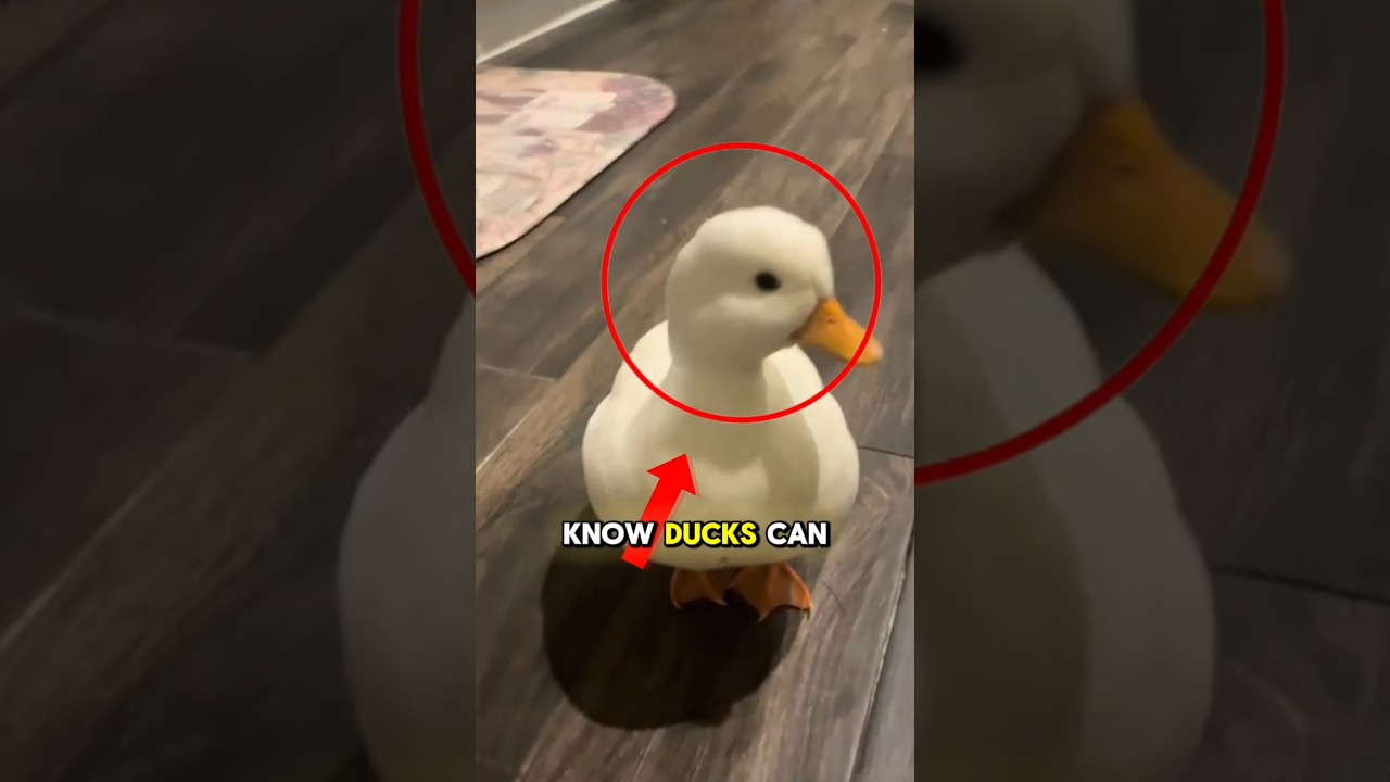 Ducks are smarter than you think! 🦆🔥 