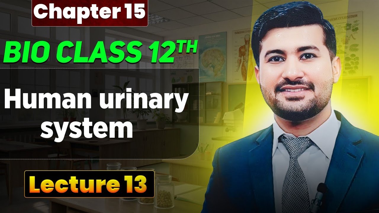 Human urinary system | Anatomy and physiology of urinary system class 12 by irtisams biology