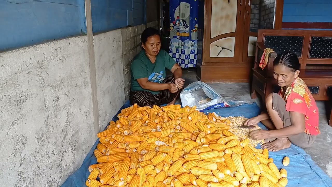 NGEWANGI UPIL JAGUNG MBAH RU,MBAH RU LAGI PANEN JAGUNG PEMIRSA