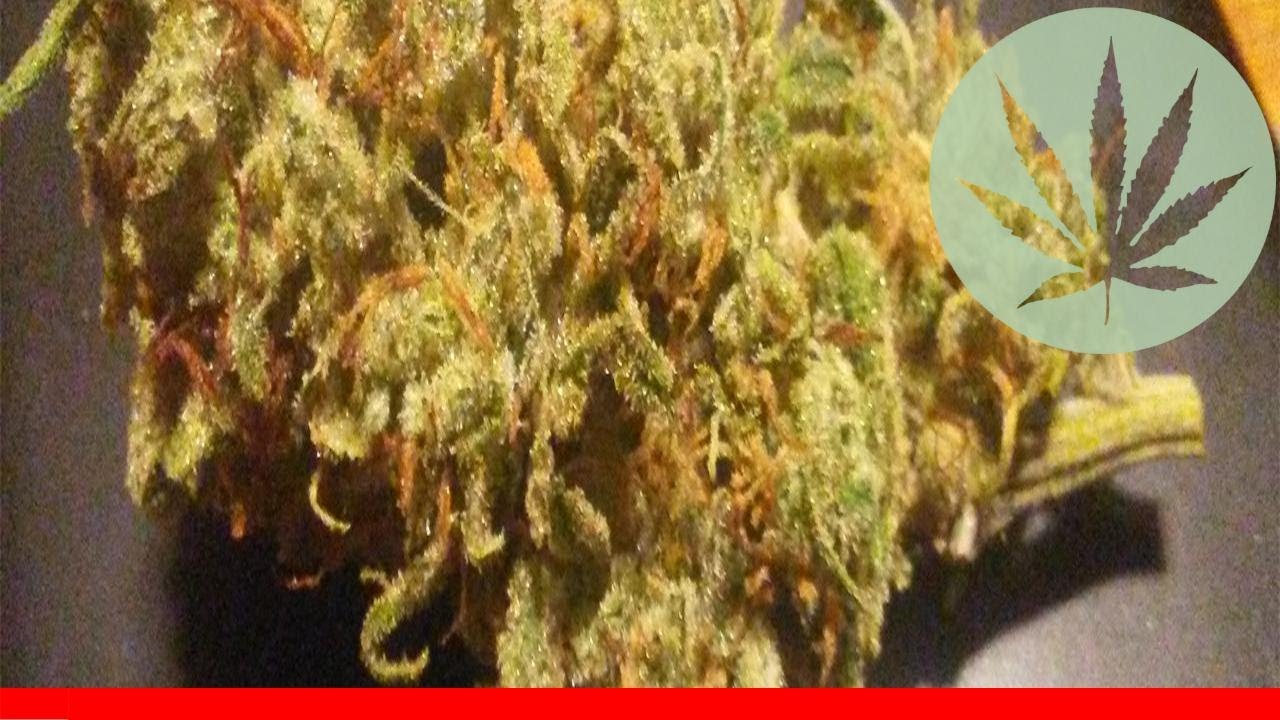 Sugar Punch - All About This Strain