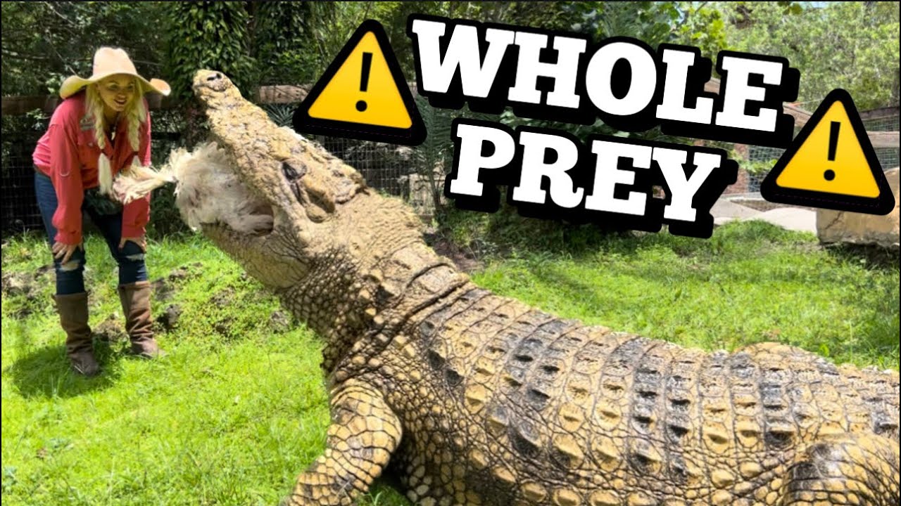 FEEDING NILE CROCODILES WHOLE CHICKENS