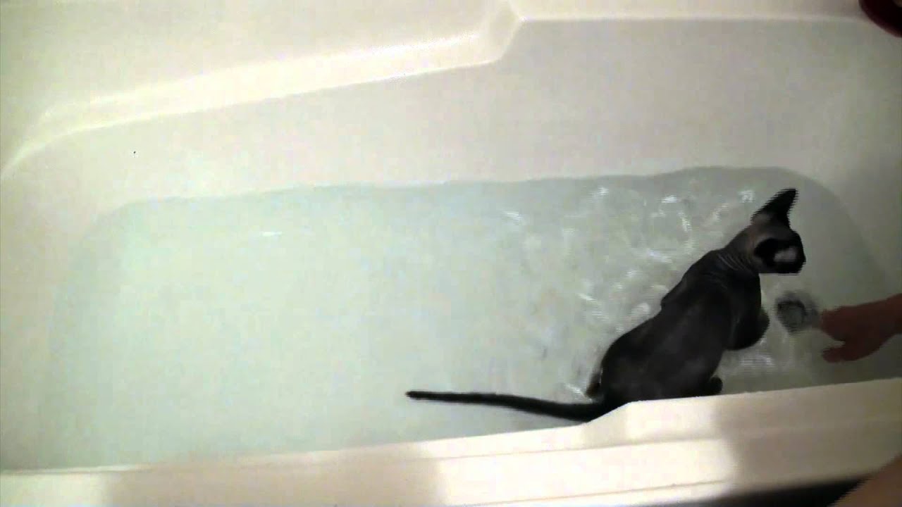 Devon Rex Cat Bath Time