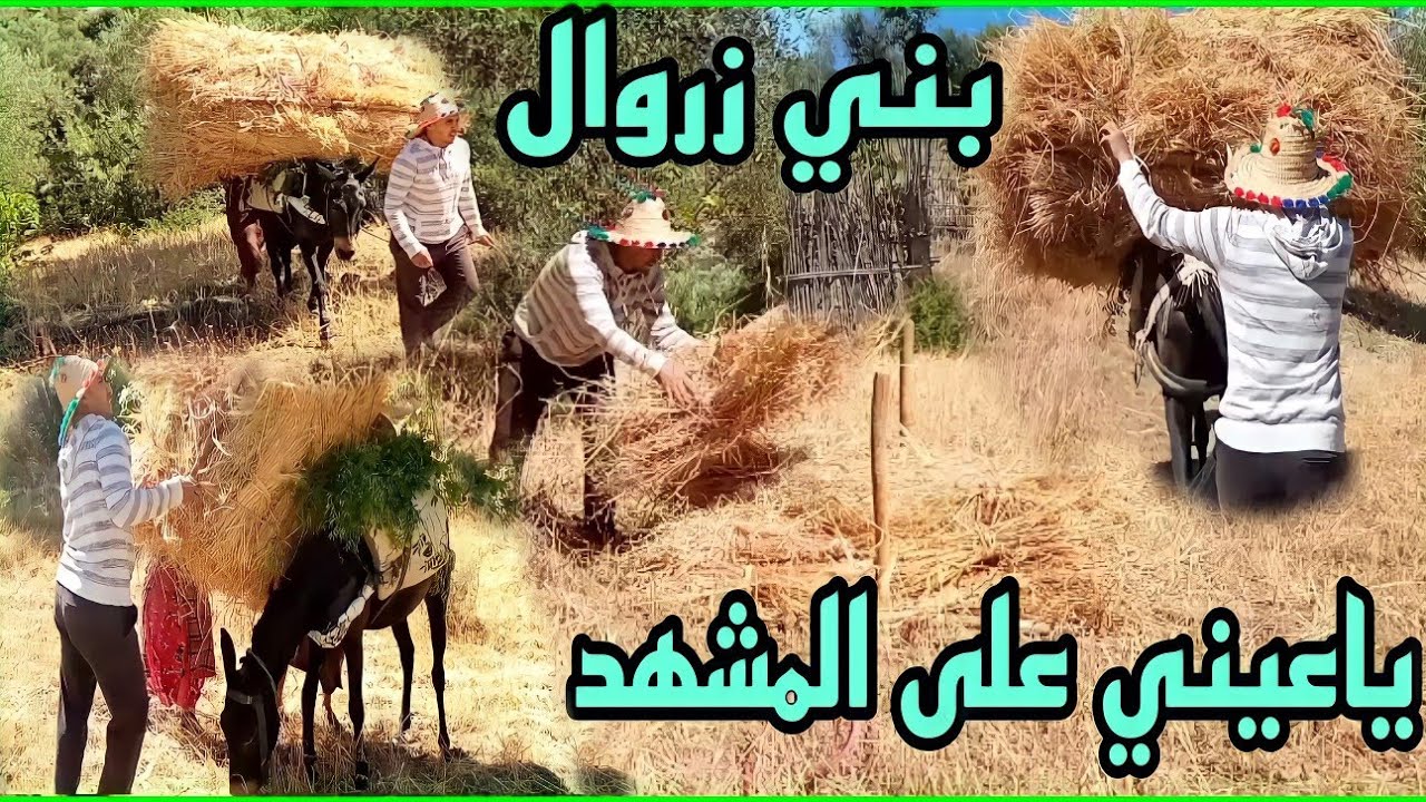 كيفية نقل المحصول الزراعي بواسطة الدواب في بني زروال تاونات