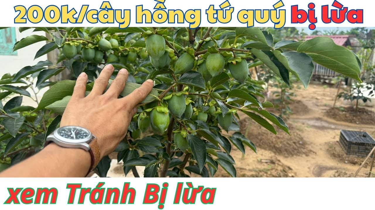 Hồng Tứ Quý Cách Phân Biệt Cây Giống Chuẩn 100% - Cây Trồng Vũ Tiến