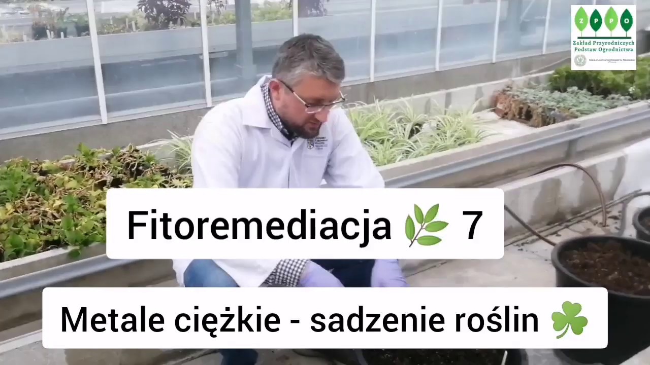 Fitoremediacja 🌿 7 Metale ciężkie - sadzenie roślin