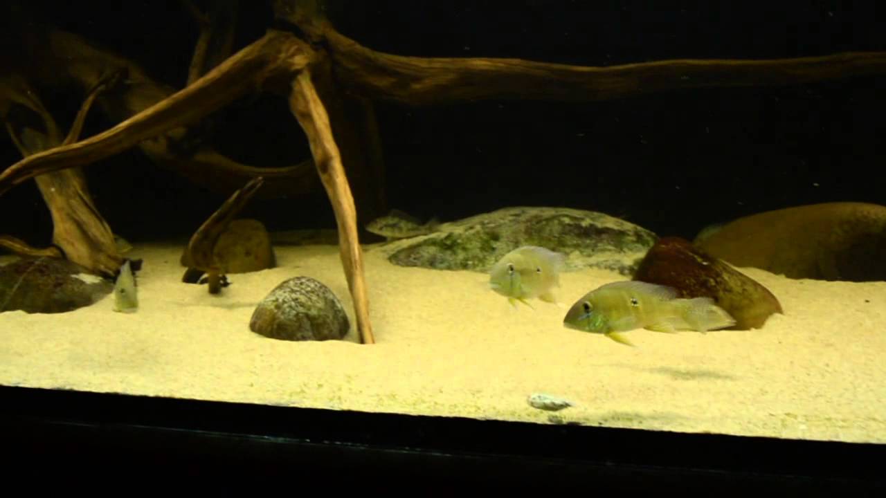 058 Retroculus Lapidifer and Geophagus Argryrostictus