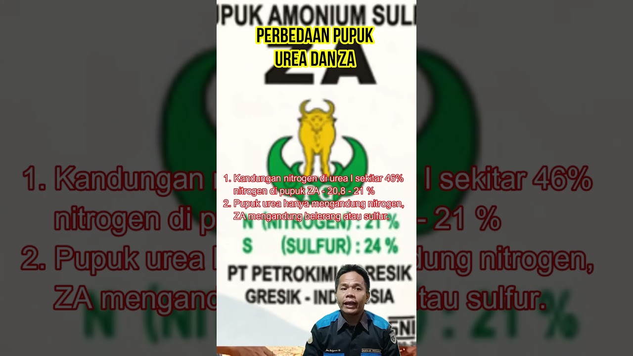 Perbedaan Urea dan ZA #pupuk #urea #ZA