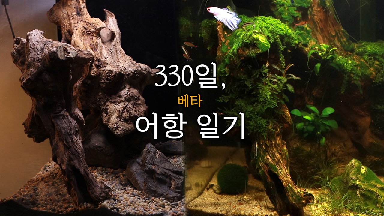 330일 간의 베타 어항 일기