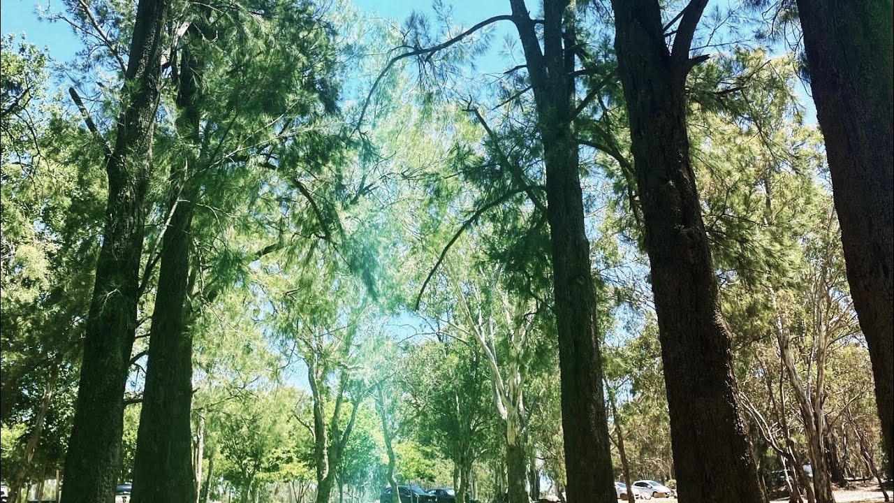 Canberra Belconnen Park 