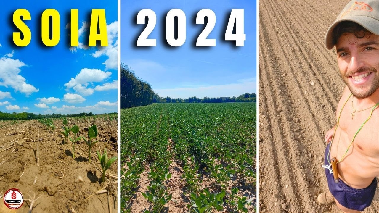 COME COLTIVARE LA SOIA | STAGIONE 2024