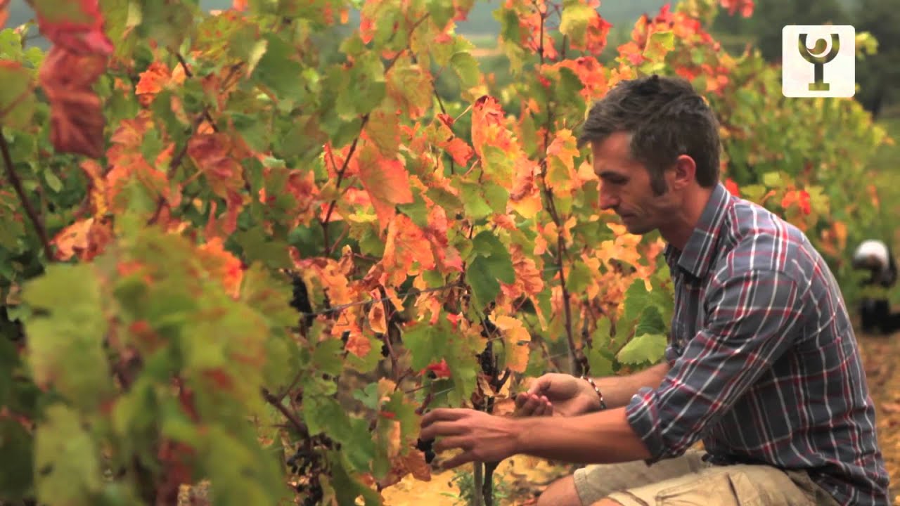 Chateau de Caraguilhes - An organic philosophy 2013