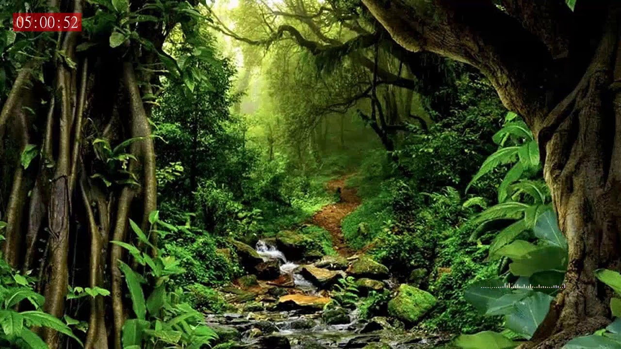 Rain Sounds & Gentle Thunder for Complete Relaxation