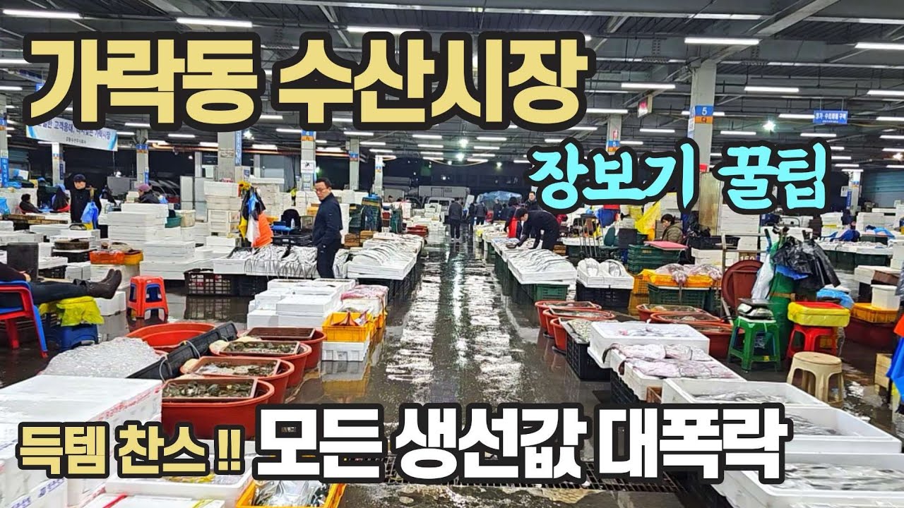이게 생선값?? 1000원 이하 생선 지천으로 깔렸다! 진짜 오징어 1box 5만원 폭락? 홍어 1마리 7천원! 참조기 500원 진심 미친가격? 가락수산시장 강동수산시장 무슨일이?