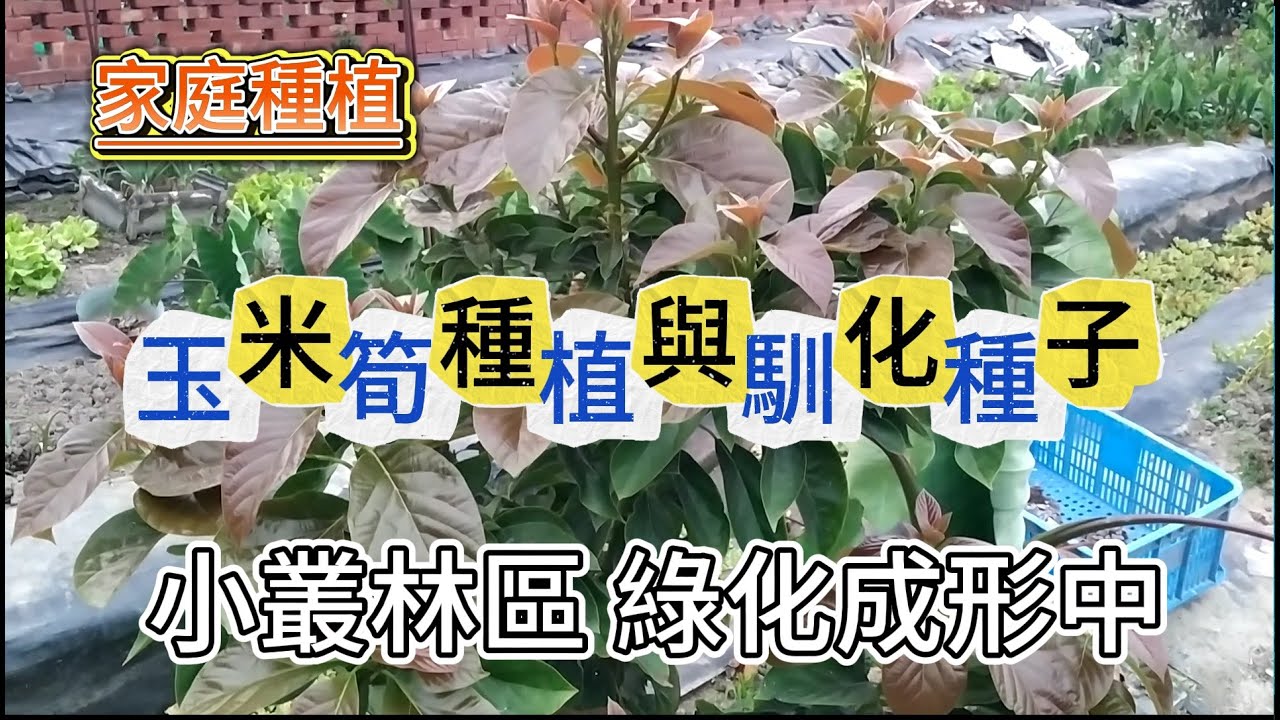 [家庭種植]03_2 自採玉米筍種子種植 與馴化種子\小叢林區成形中