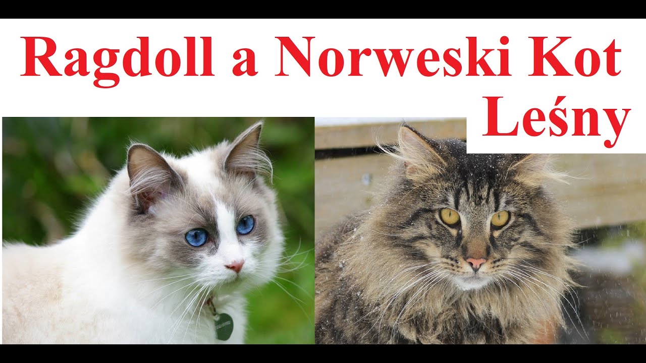 Ragdoll a Norweski Kot Leśny - porównanie