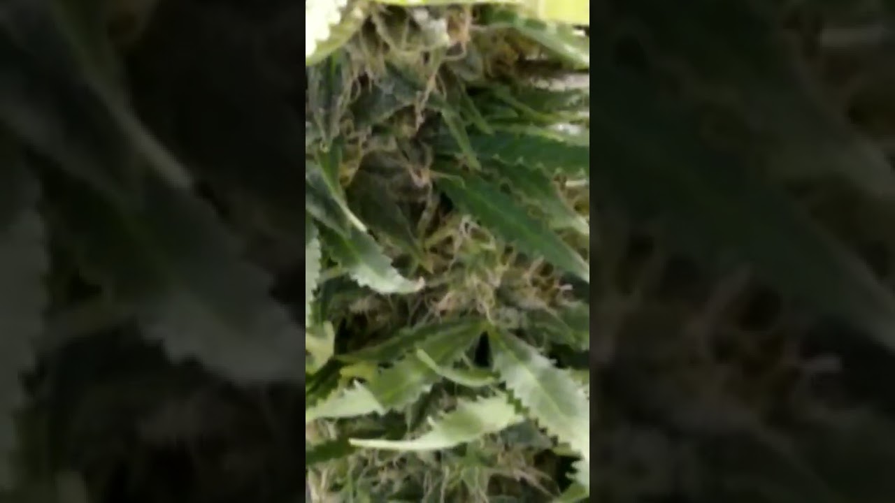Lemon Skunk Auto day 94