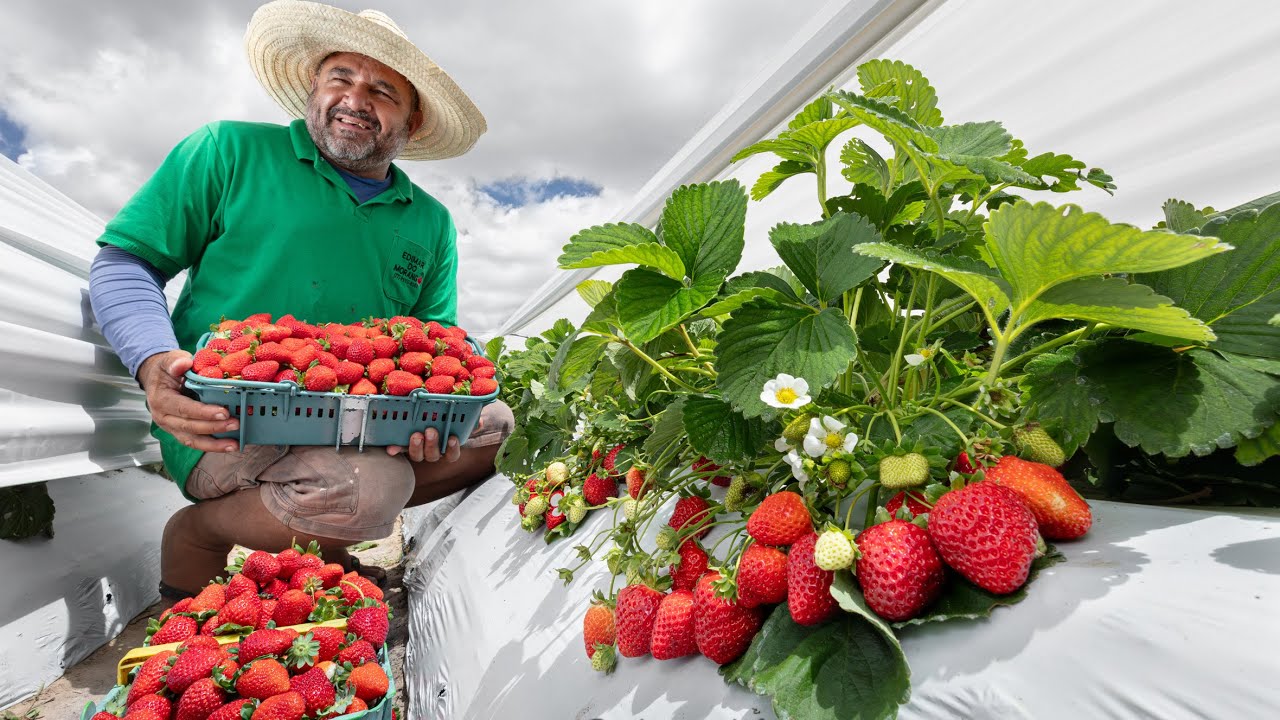 MORANGO - PIATÃ - AGRICULTURA DA BAHIA