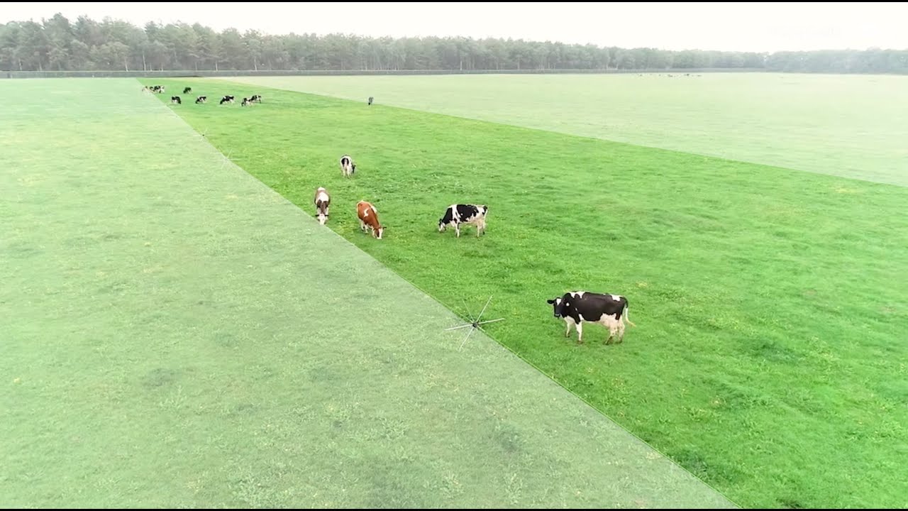 Maximaler Ertrag und ges&uuml;ndere Tiere mit Portionenweiden