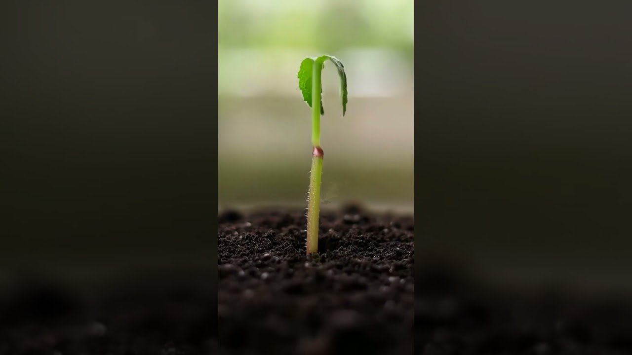 Tomato Time-Lapse That Will Blow Your Mind! 🤯