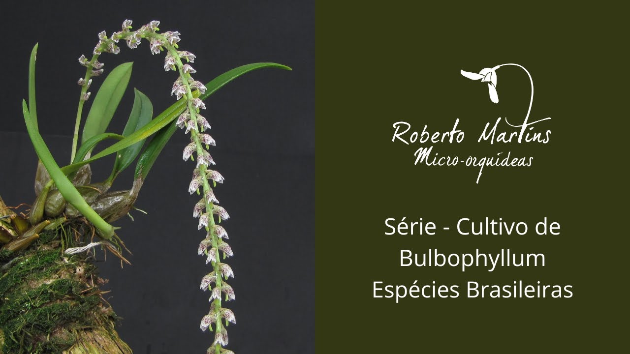 Cultivo de Bulbophyllum - Espécies Brasileiras. Live gravada em 23/10/2.022