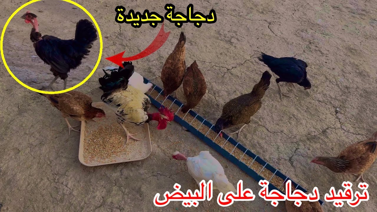 كركت دجاجة🐓جبت دجاجات جديدات + ترتيب المزرعة