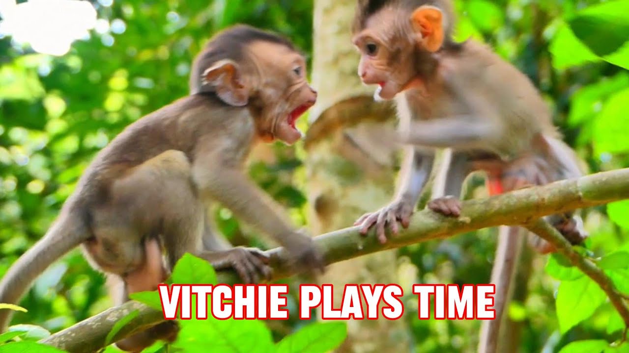 Very Happy Time! Vitchie Enjoys the Best Moments with a Playmate!, @monkeynaturekh