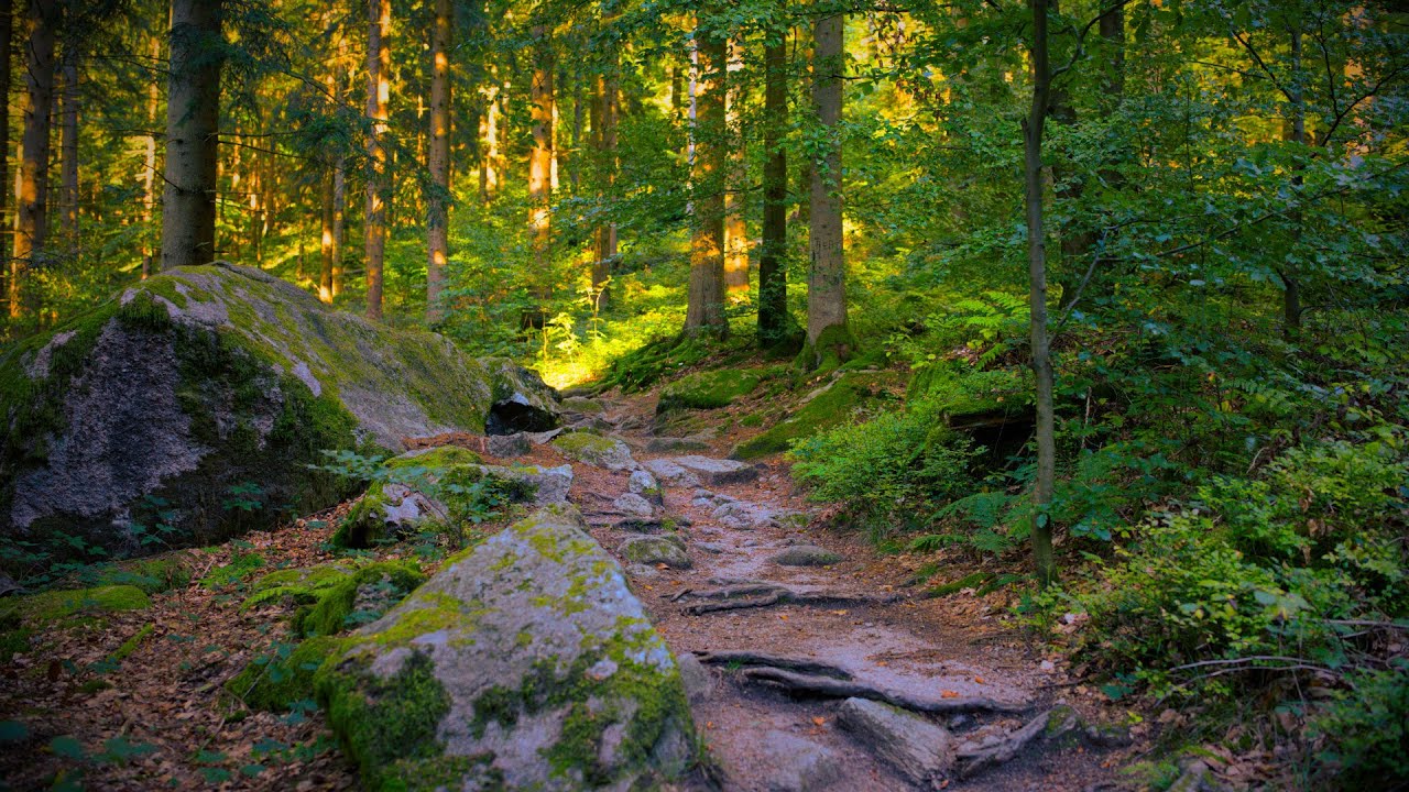 🌳 4K - Relaxing Nature Sounds For Stress Relief, Forest Sounds, Bird Song, No AI