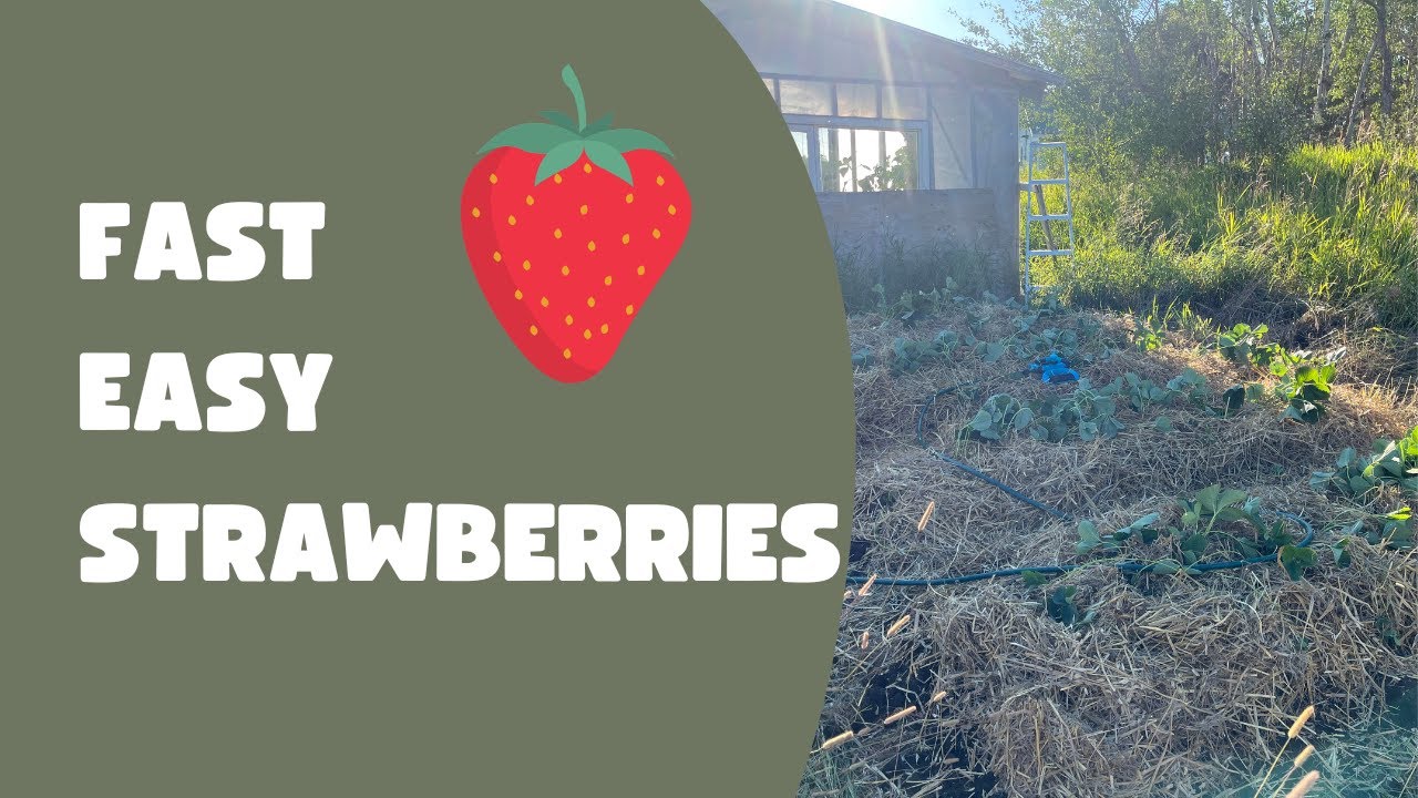 Strawberry Patch in 4 HOURS!!! | No-Till Gardening