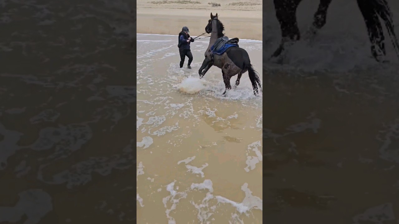 On voulait juste se baigner avec les chevaux 😅Extrait vlog youtube ✨️ #plage #chute #cheval