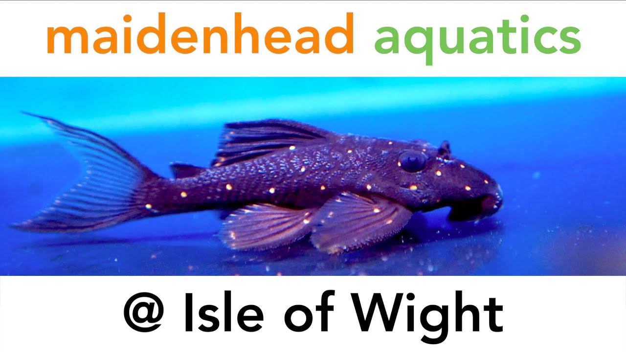 Maidenhead Aquatics @ Isle of Wight