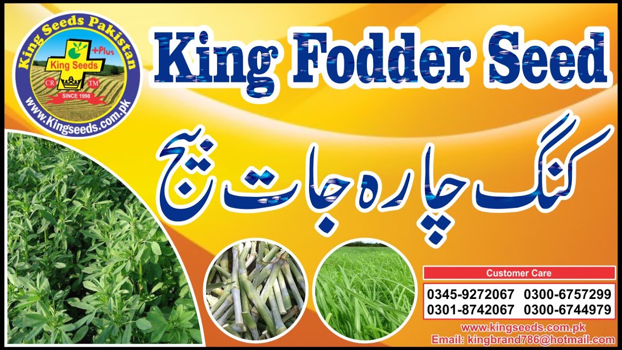 Fodder Seed | King Seeds Pakistan |