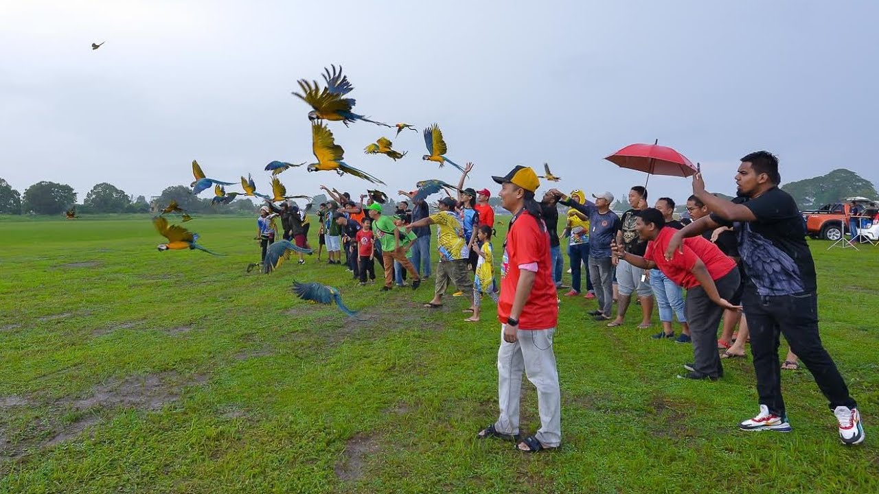 Free Fly Parrot Gathering Event - Fly di Airport Lama Sitiawan, Manjung Perak