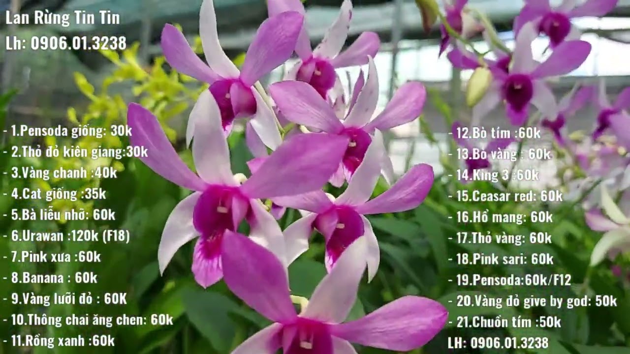 Lan dendro nhiều mặt hoa đẹp, dễ trồng hoa quanh năm 5/7/2022 (0906.01.3238)