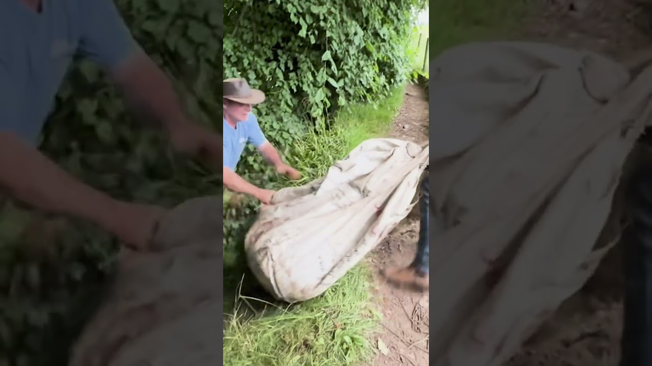 🚨 Sheep in the River &ndash; PART 3: The Final Rescue! 🚨