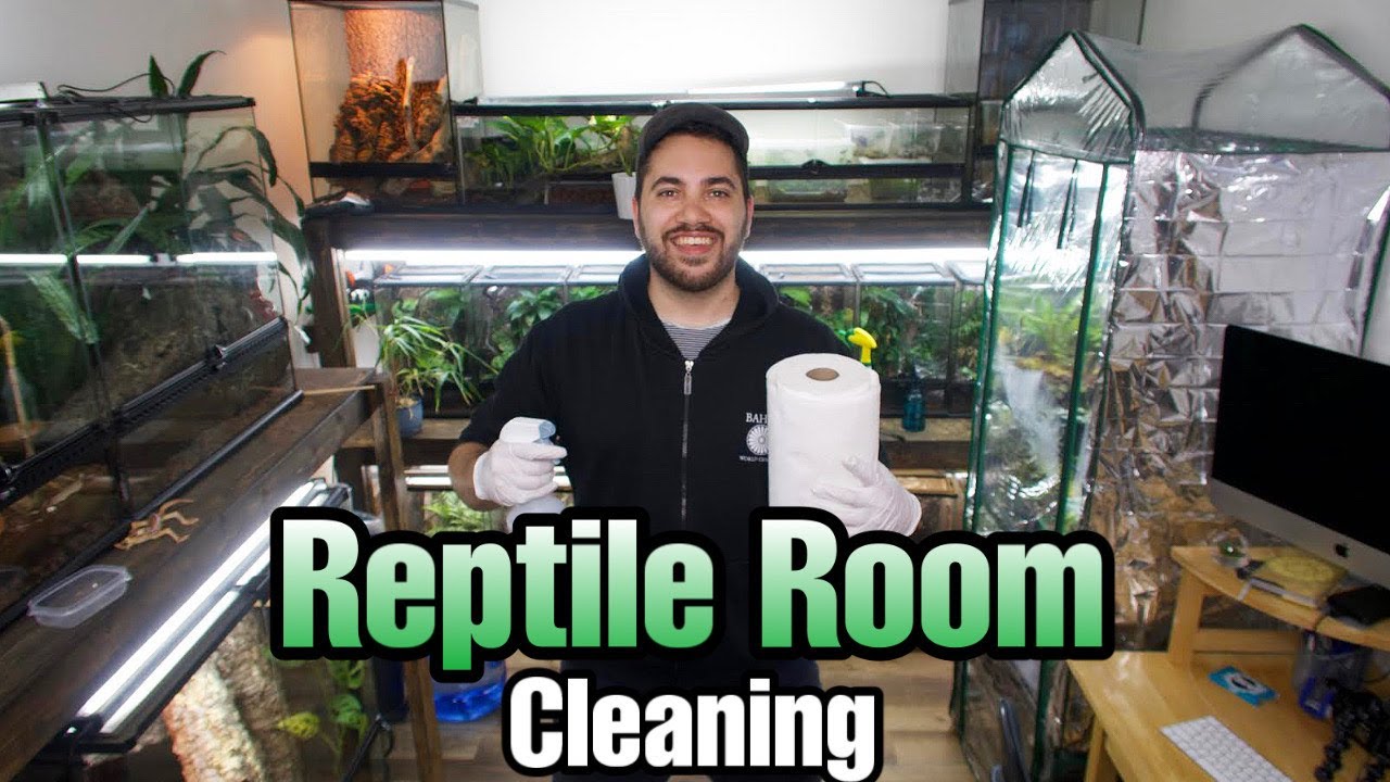 CLEANING MY REPTILE ROOM (Gecko, Skink, Monitor Vivariums!)