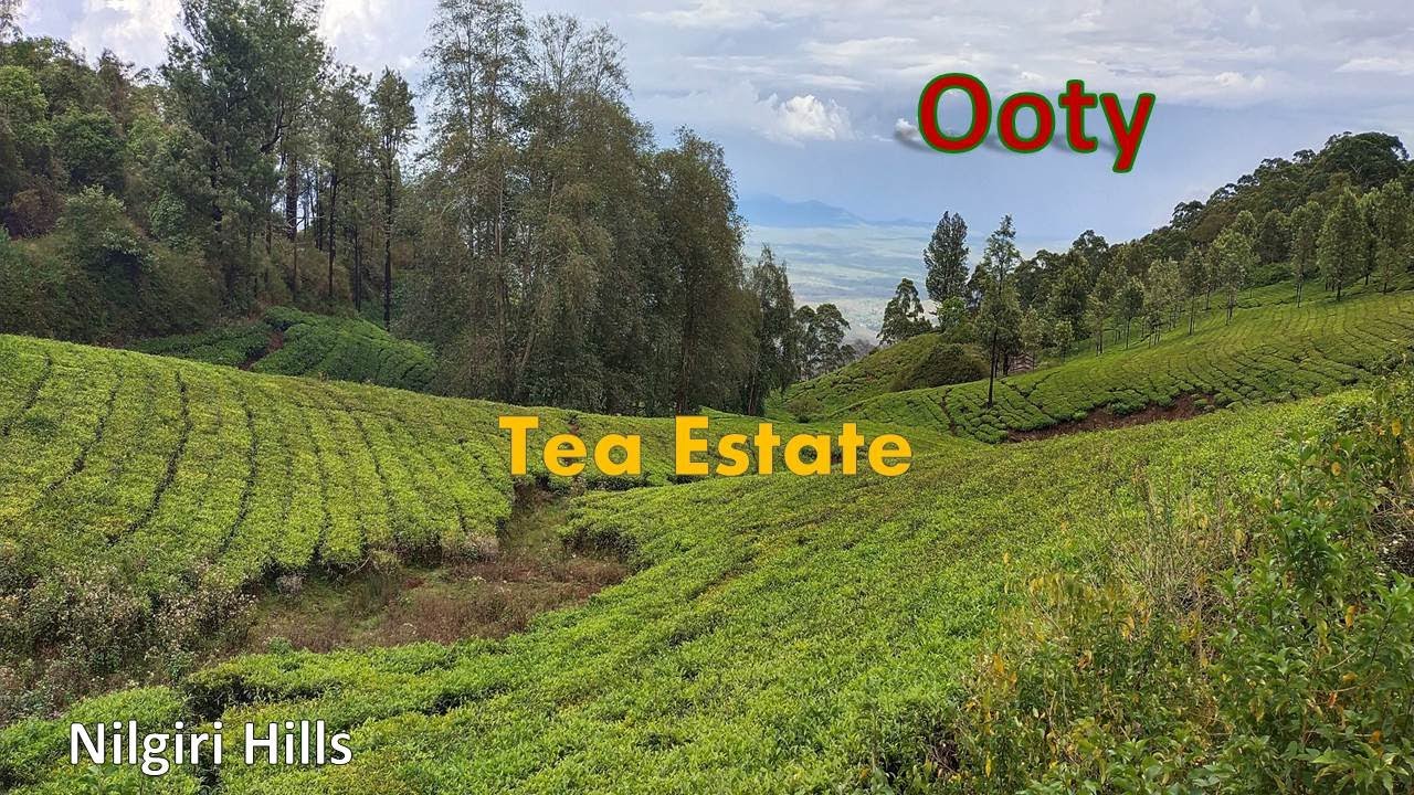 Tea Estate - Ooty