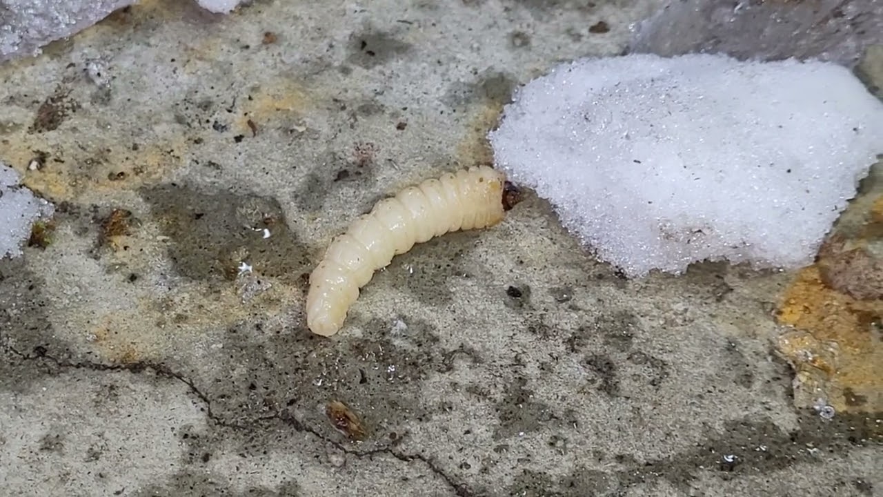 Asian Long Horn Beetle Larvae While Splitting Wood