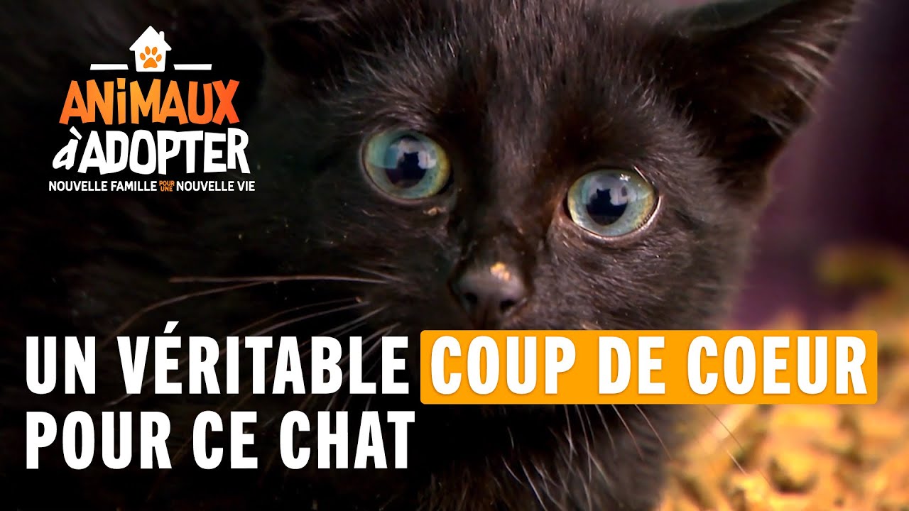 A real crush on this cat - Animals for adoption