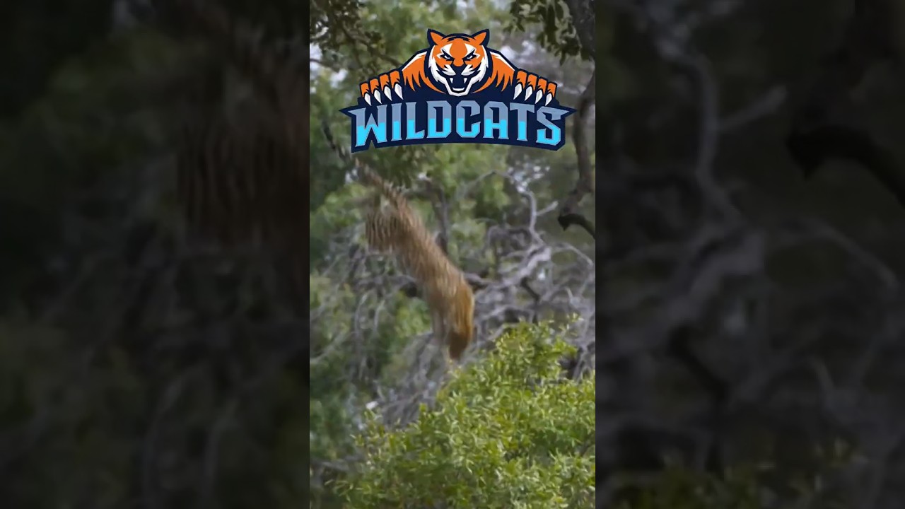 This is the most epic leopard jump you'll ever see! 😱
