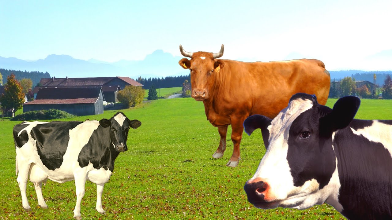 Sonidos de vaca - vacas mugiendo,vacas em la granja🐄🐃