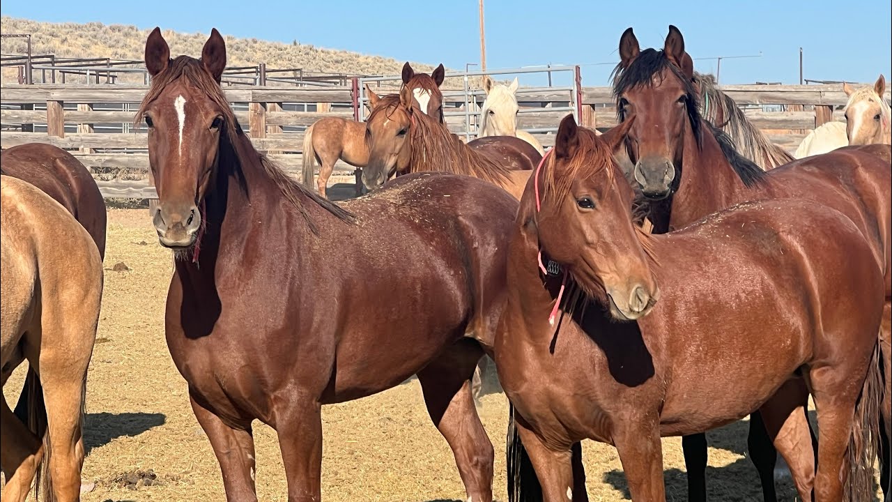 Selecting my Mustang Champions Horse!