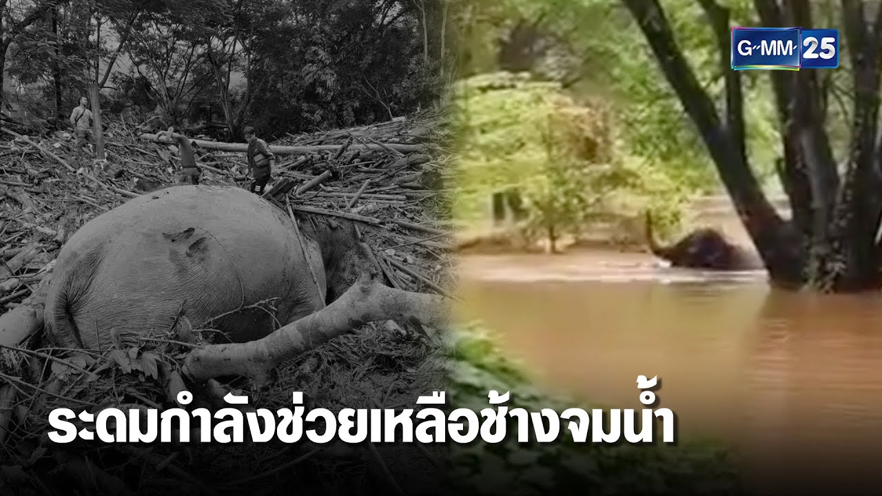 ระดมกำลังช่วยศูนย์บริบาลช้างแม่แตงน้ำท่วม | เคาะข่าวเสาร์-อาทิตย์ | GMM25