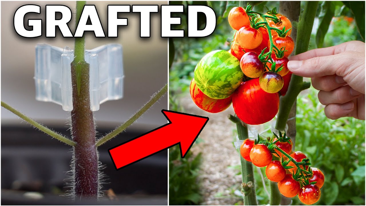 Using This INGENIOUS Technique Prevents ALL TOMATO PROBLEMS!