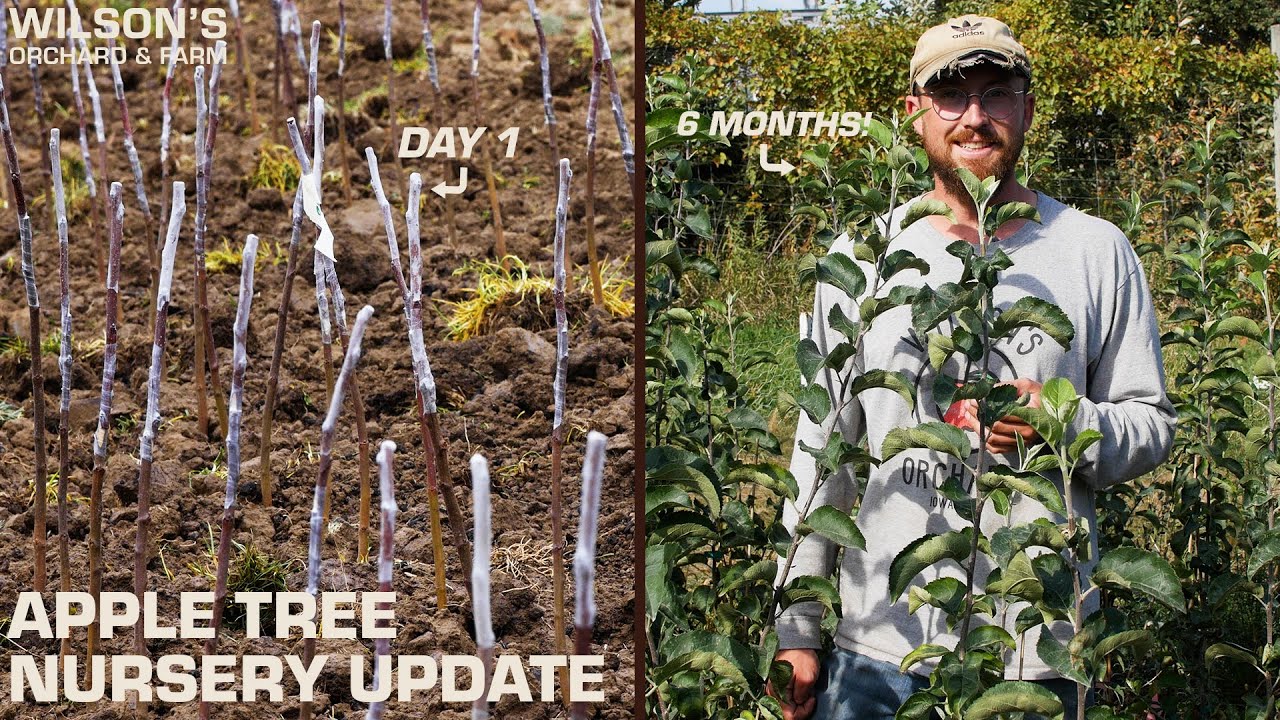 An Update on our Apple Tree Nursery -- 6 Months Later!