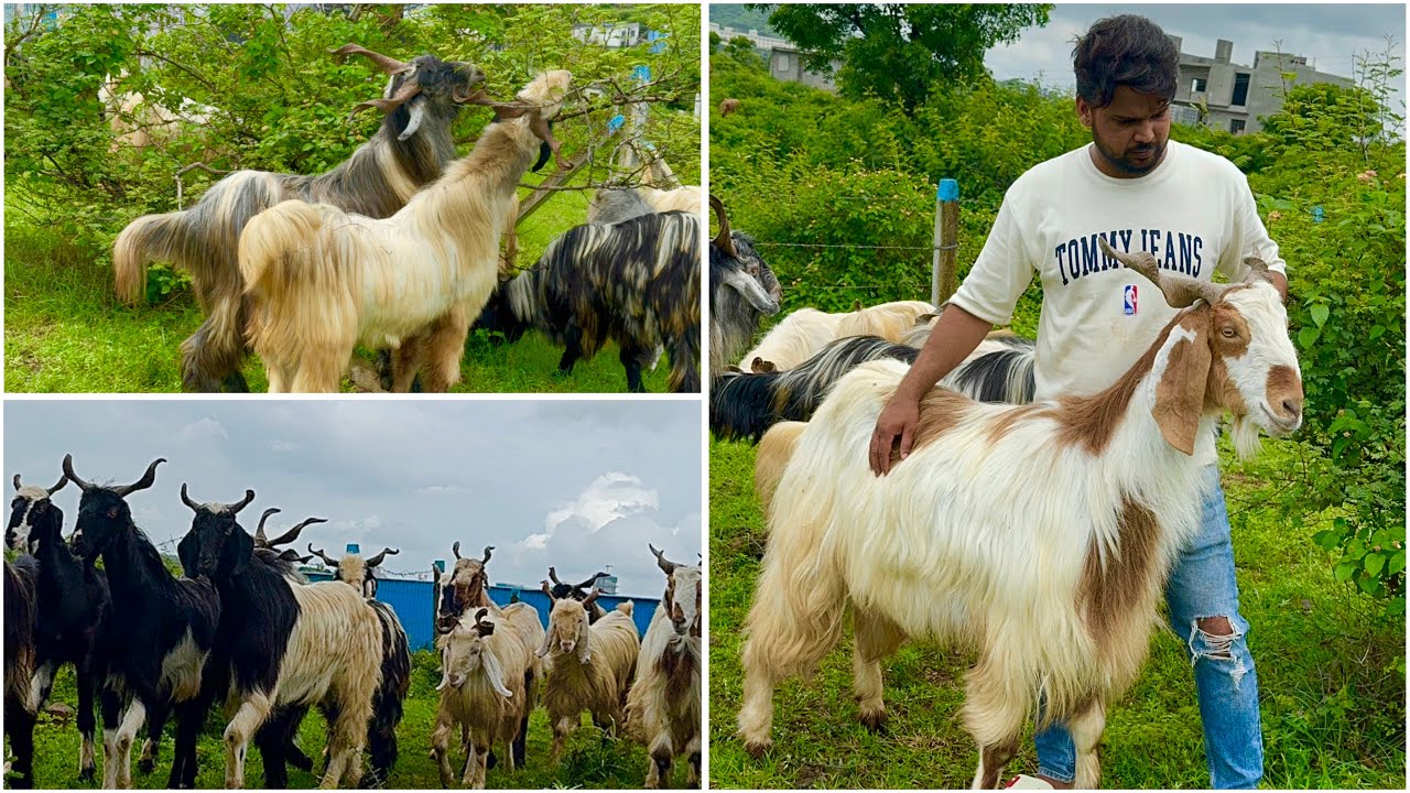 Kashmiri Bakharwali Goats (Andul & Khassi) at Al Muqaddas Goat Farm Pune
