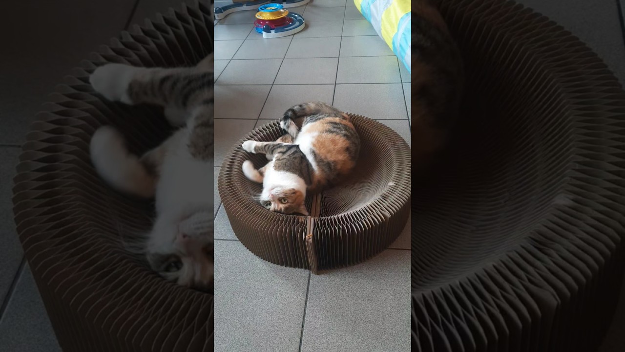 Kot Cat Poes 😻😽🐱👍
