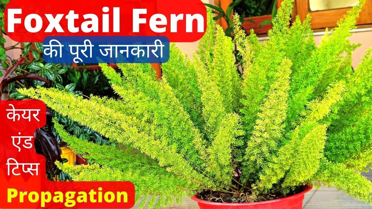 How To Grow Foxtail Fern And Propagation Tips | फॉक्स टेल फ़र्न की पूरी जानकारी
