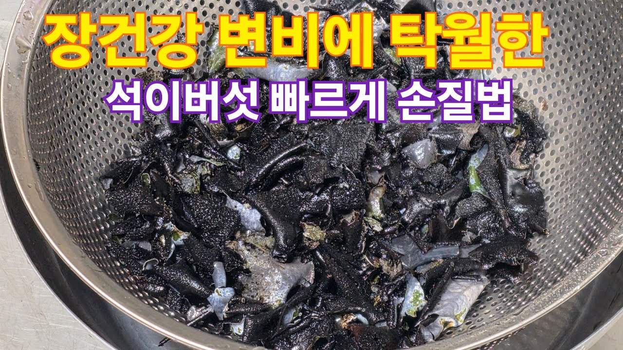 석이버섯 많이 나는 곳 석기버섯 손질법 석이버섯 야채 미음 끓이기 석이버섯 가격 험준한 바위산 석이버섯 자연산 석이버섯